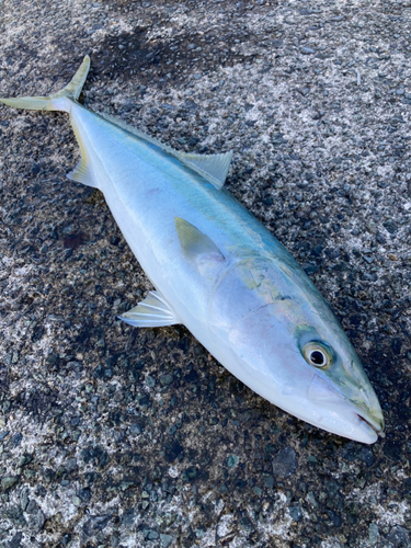 メジロの釣果