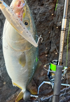 イナダの釣果