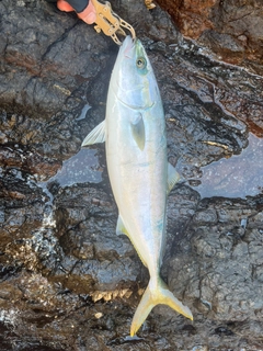 イナダの釣果