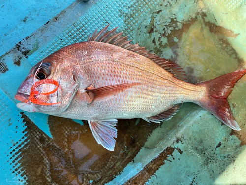 マダイの釣果