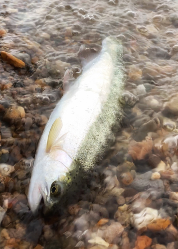 ニジマスの釣果