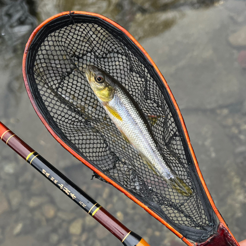 カワムツの釣果