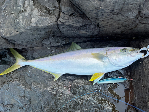 ヒラマサの釣果