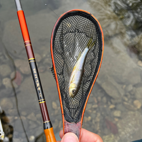 カワムツの釣果