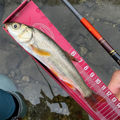 ウグイの釣果