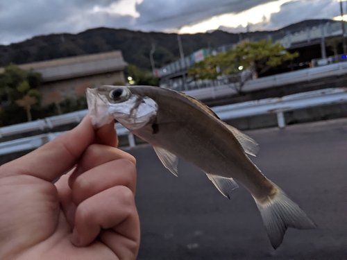 ヒラスズキの釣果