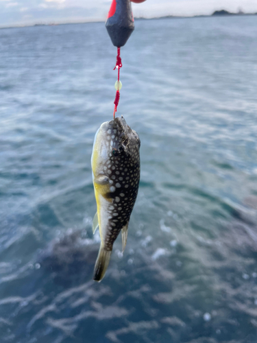 クサフグの釣果