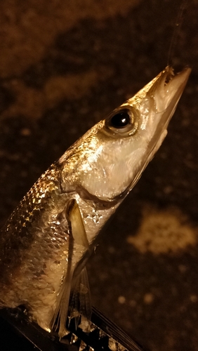 カマスの釣果