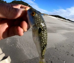 クサフグの釣果