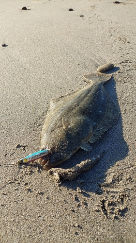 ヒラメの釣果