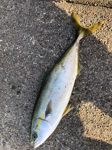 ツバスの釣果