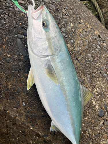 イナダの釣果