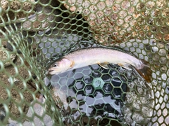 イワナの釣果