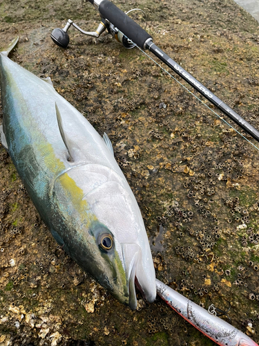 ハマチの釣果