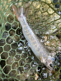 イワナの釣果