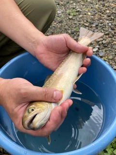 イワナの釣果