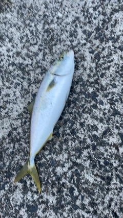 ヤズの釣果