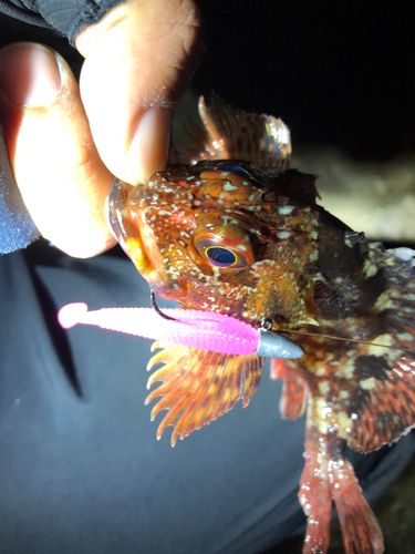 キンメバルの釣果