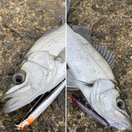 セイゴ（ヒラスズキ）の釣果