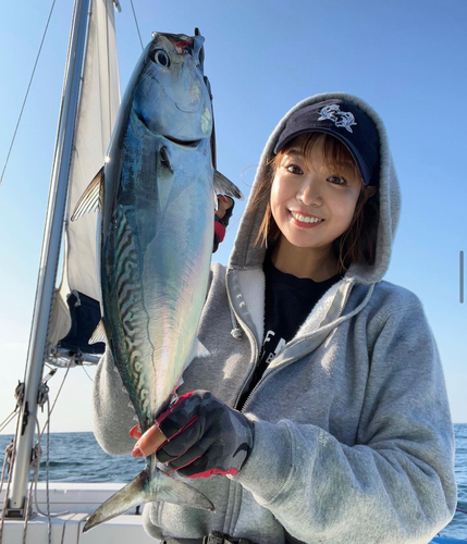 ヒラソウダの釣果