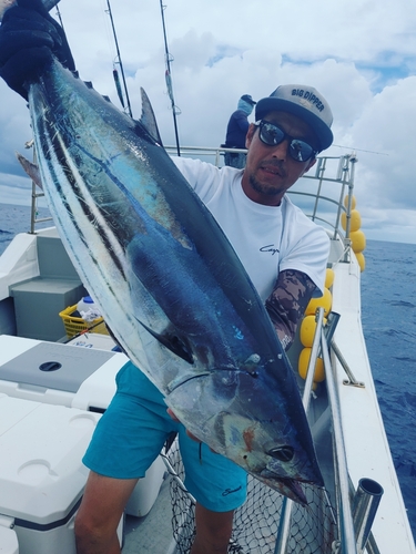 カツオの釣果