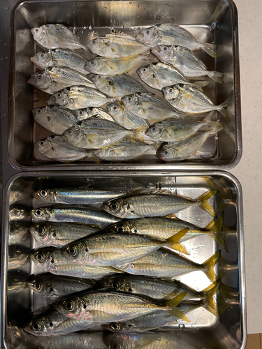 アジの釣果