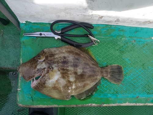 カワハギの釣果