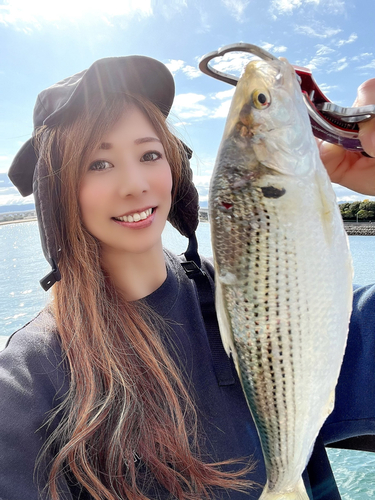 コノシロの釣果