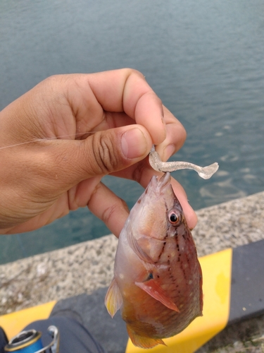 アカササノハベラの釣果