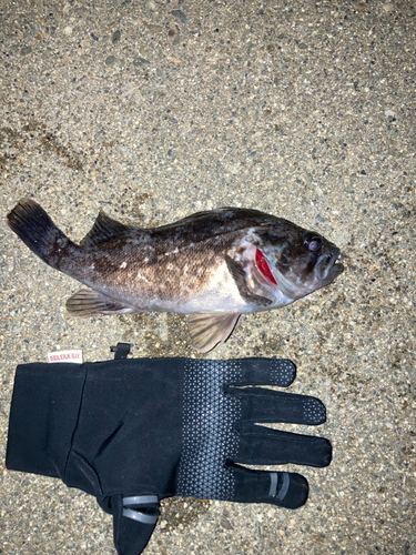 クロソイの釣果