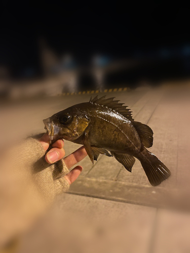 メバルの釣果