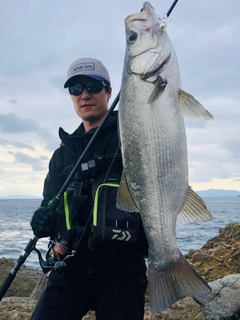 ヒラスズキの釣果