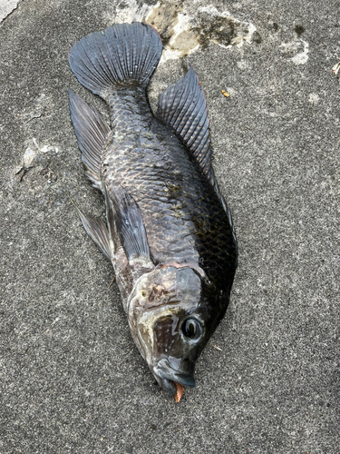 ナイルティラピアの釣果