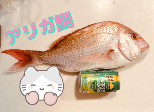 マダイの釣果