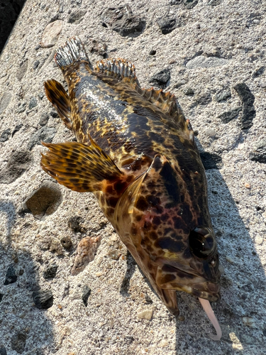 タケノコメバルの釣果