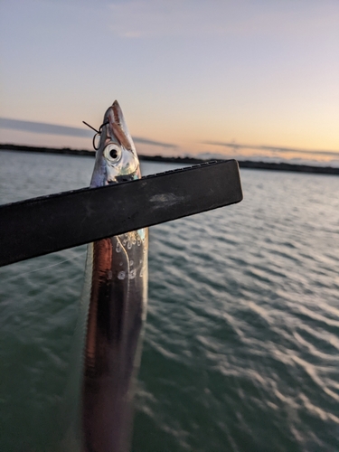 タチウオの釣果