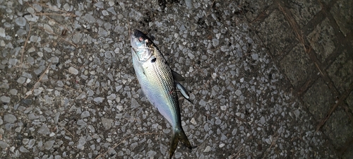 コノシロの釣果