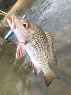 ゴマフエダイの釣果