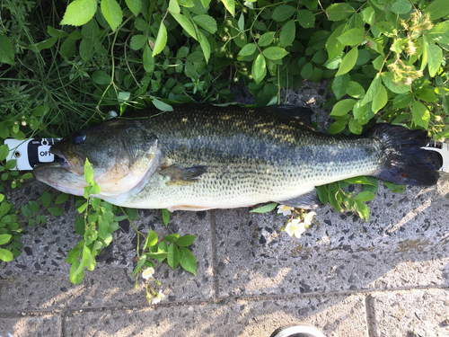 ブラックバスの釣果