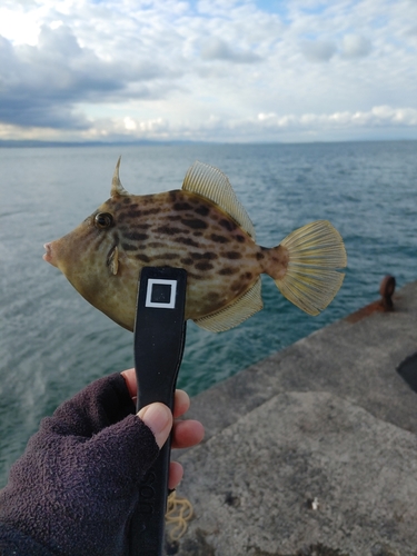 カワハギの釣果