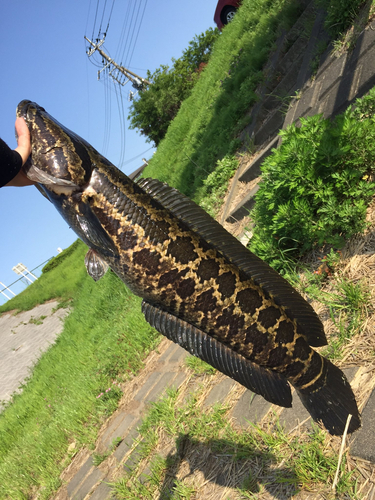 ライギョの釣果