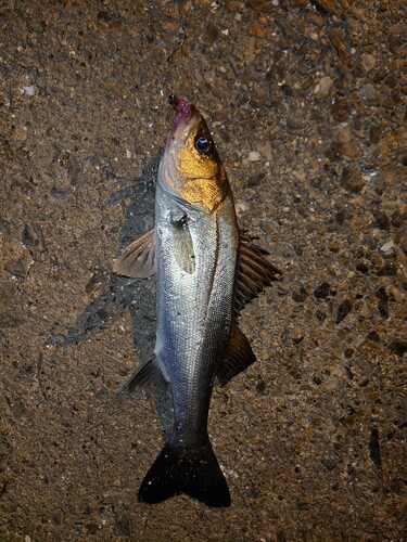 セイゴ（マルスズキ）の釣果