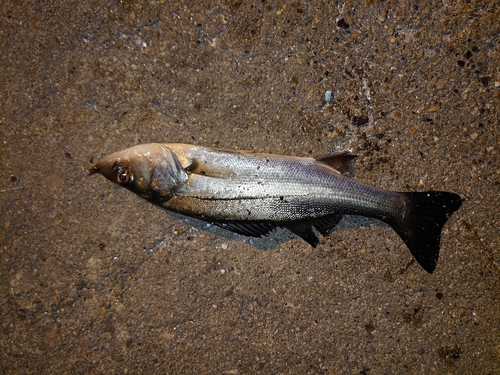 セイゴ（マルスズキ）の釣果