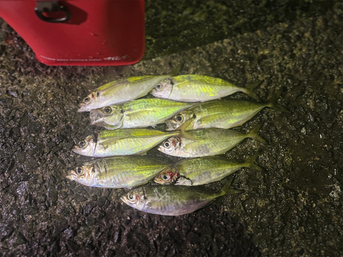 アジの釣果