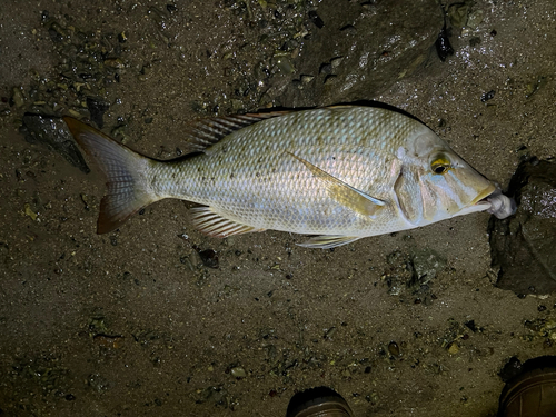 ハマフエフキの釣果