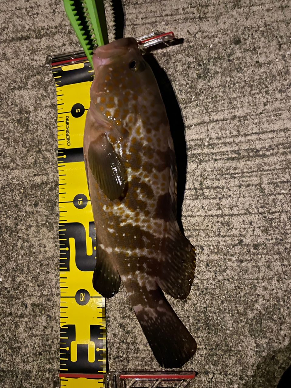 アコウ