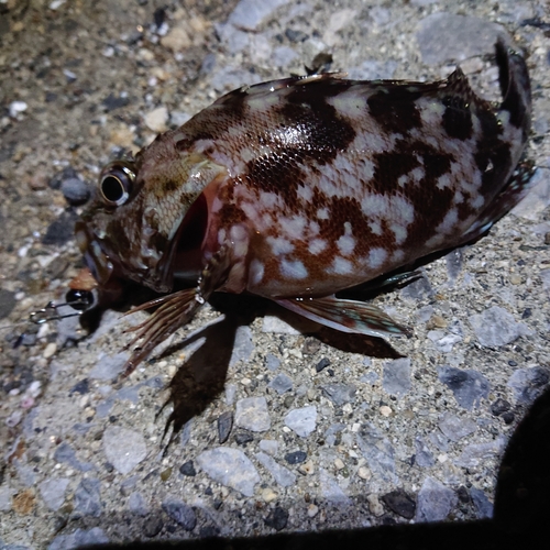 カサゴの釣果