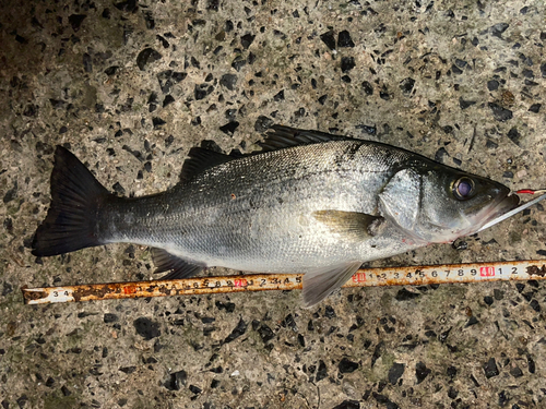 ヒラスズキの釣果