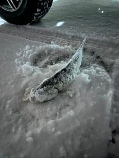 ウグイの釣果