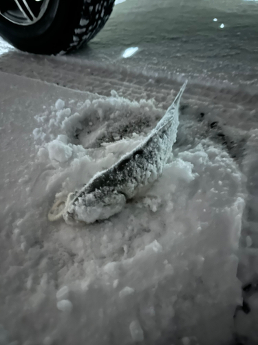 ウグイの釣果